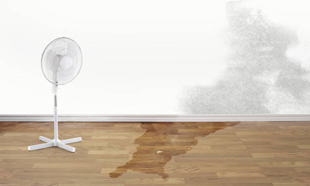 Best Local water damage restoration  in Juno Ridge, FL