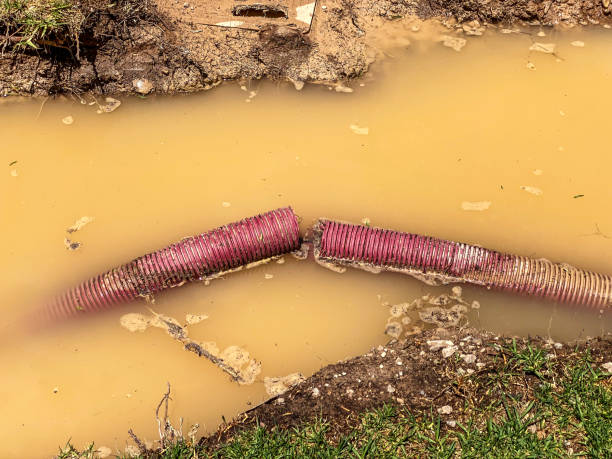 Best Professional water damage repair  in Juno Ridge, FL